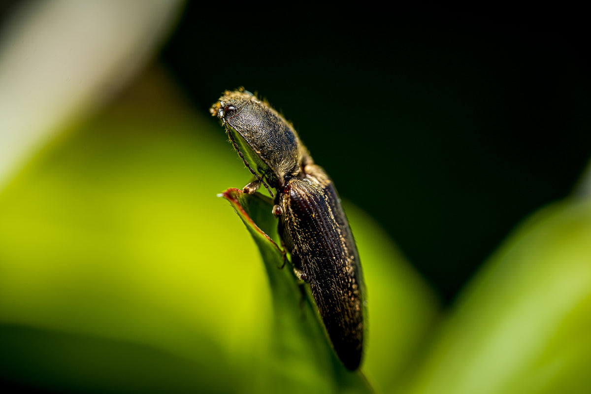 Photographie macro d'un taupin accroché à la pointe d'une feuille, corps sombre aux reflets dorés sur fond vert profond, œuvre Fragile Équilibre – I de SchaPicShow 