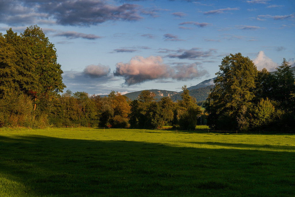 La lumière en partage : prairie verte bordée d’arbres éclairés par le soleil, avec des ombres sur l’herbe et un ciel bleu traversé de nuages.