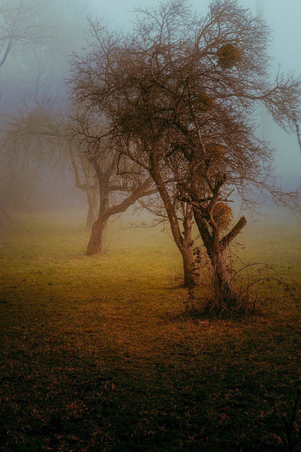 Les Racines du Silence : arbres dénudés dans la brume à Courfaivre, sur un sol aux teintes dorées, sous une lumière hivernale bleutée.