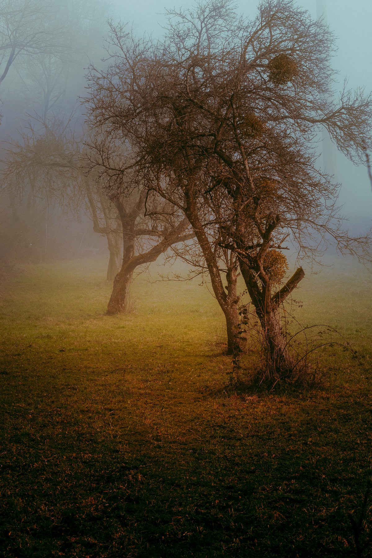 Les Racines du Silence : arbres dénudés dans la brume à Courfaivre, sur un sol aux teintes dorées, sous une lumière hivernale bleutée.