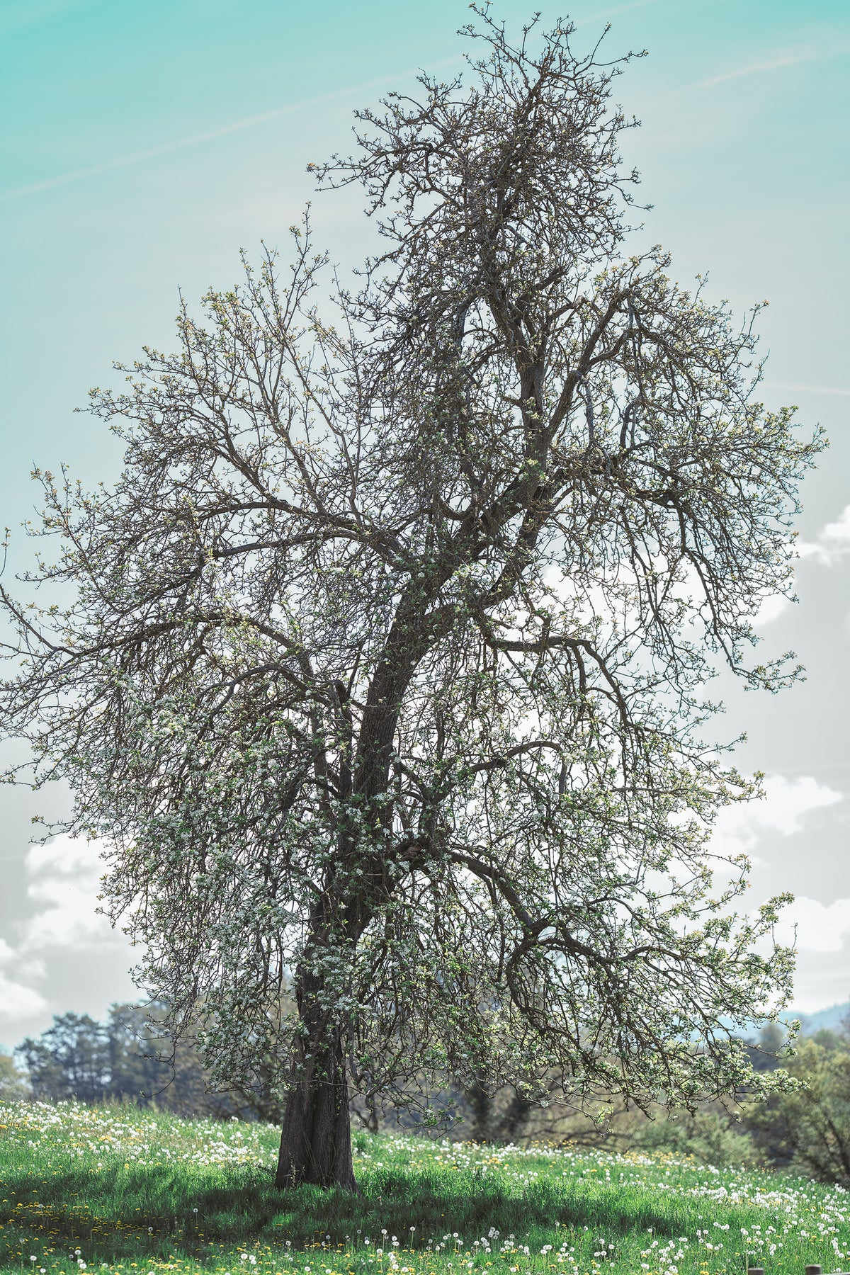 Printemps de Courfaivre 2026 – Photographie Fine Art édition limitée, photographie de Schakya Sinhara