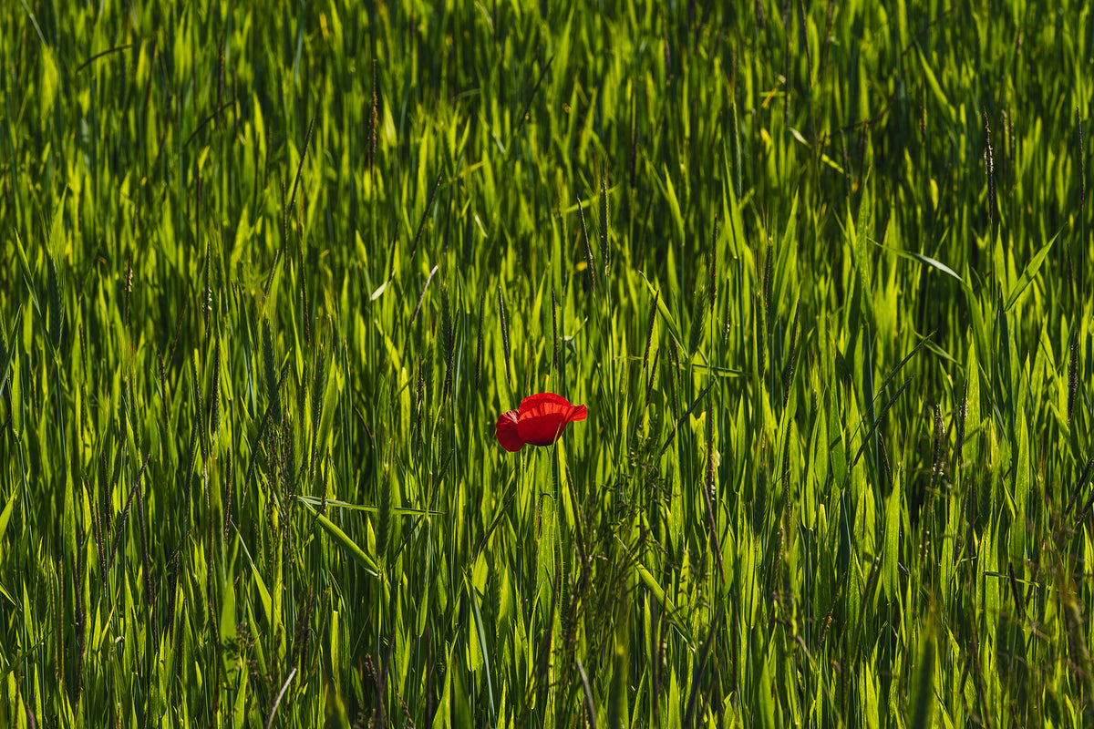 Voici le texte alt à copier pour la photographie principale :
« L’écart, photographie de Schakya Sinhara : un coquelicot rouge solitaire parmi de hautes tiges vertes éclairées par le soleil. 