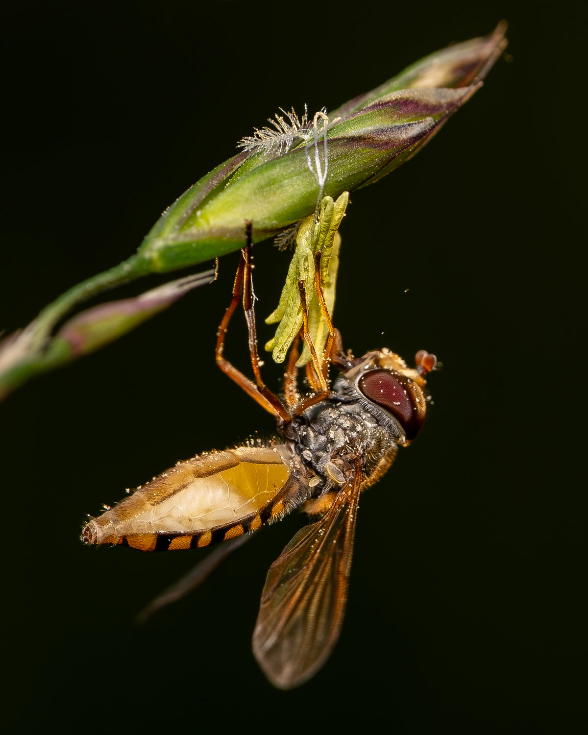 L’Or suspendu : insecte aux teintes dorées et aux ailes translucides accroché à un épi vert, sur fond sombre.