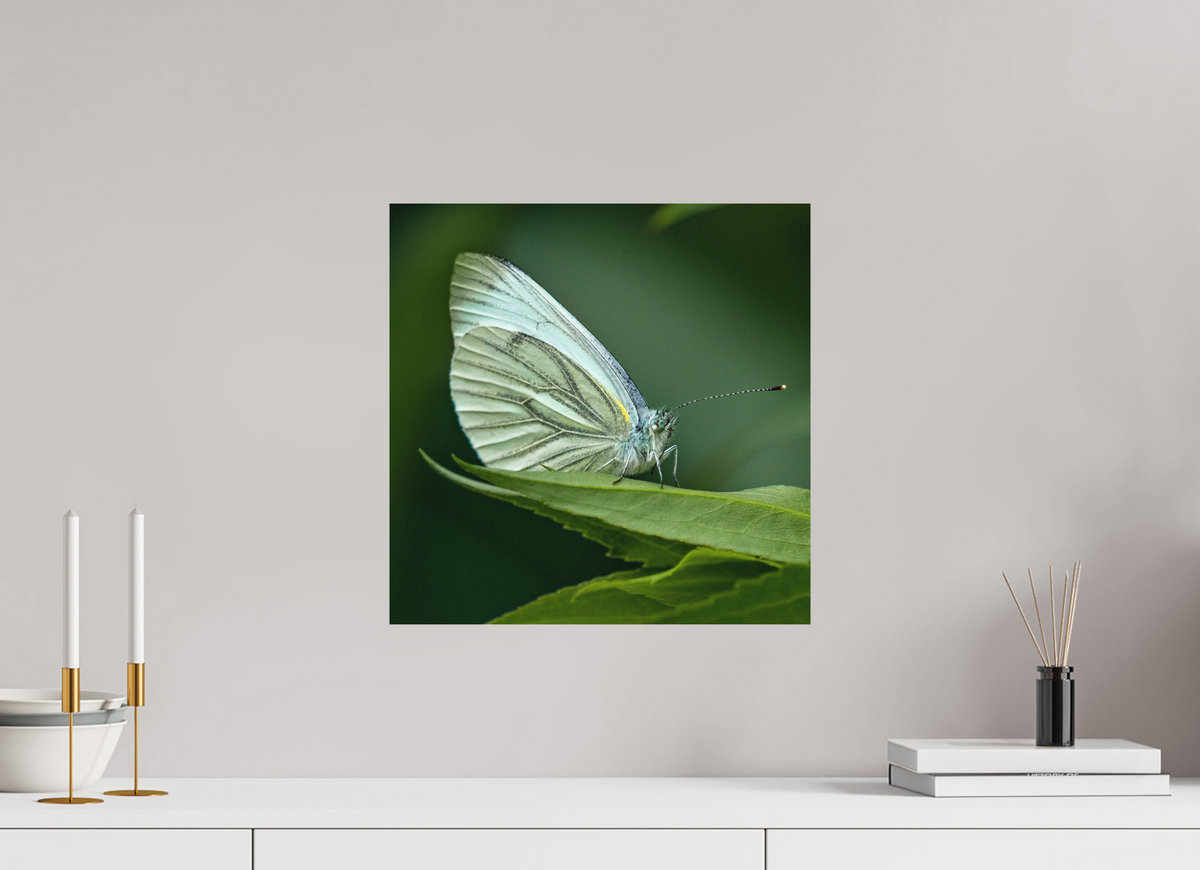40 x 40 cm, Impression Fine Art papier Hahnemühle German Etching sans cadre Butterfly