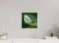 30 x 30 cm, Impression Fine Art papier Hahnemühle German Etching sans cadre Butterfly
