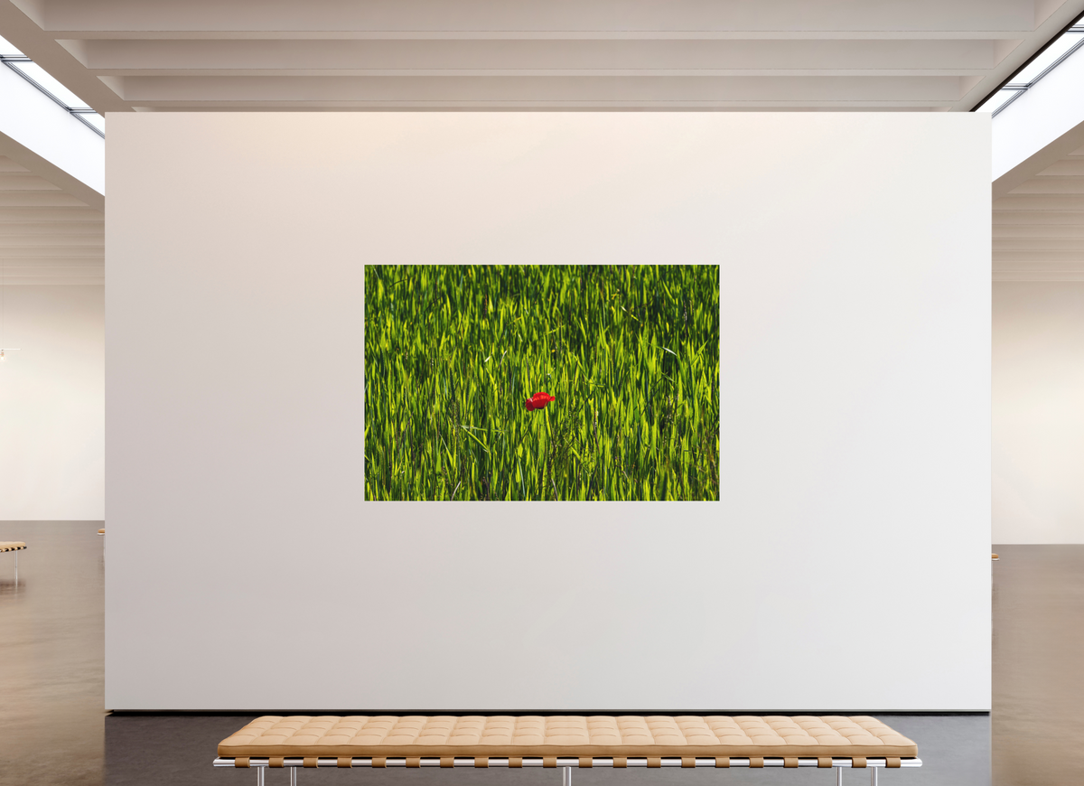 210 x 140 cm, Impression pigmentaire Fine Art sous plexi s