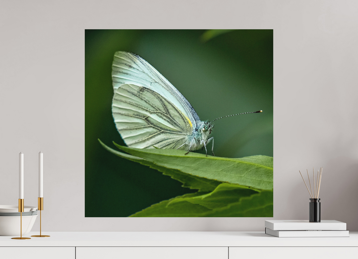 60 x 60 cm, Impression Fine Art papier Hahnemühle German Etching sans cadre Butterfly